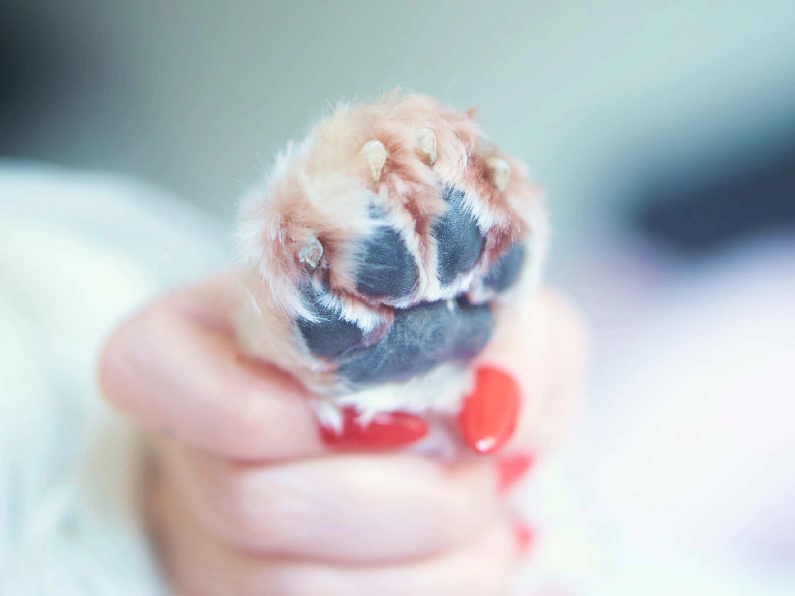 Dr. Evan Antin shares: How to trim a dog’s nails - Trimming Dog Nails For Dogs With Nervous Paws
